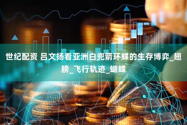 世纪配资 吕文扬看亚洲白兜箭环蝶的生存博弈_翅膀_飞行轨迹_蝴蝶
